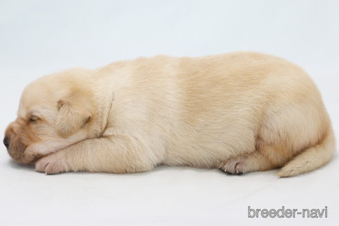 成約済の神奈川県のラブラドールレトリーバー-313746の2枚目